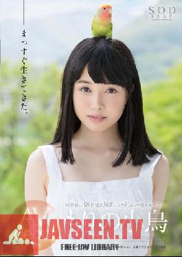 STAR-699 Studio SOD สร้างการเปิดตัว AV ครั้งแรกของ Kotori Morino